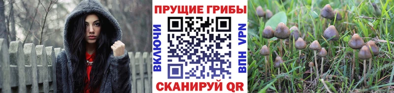 Псилоцибиновые грибы Psilocybe  Новороссийск 