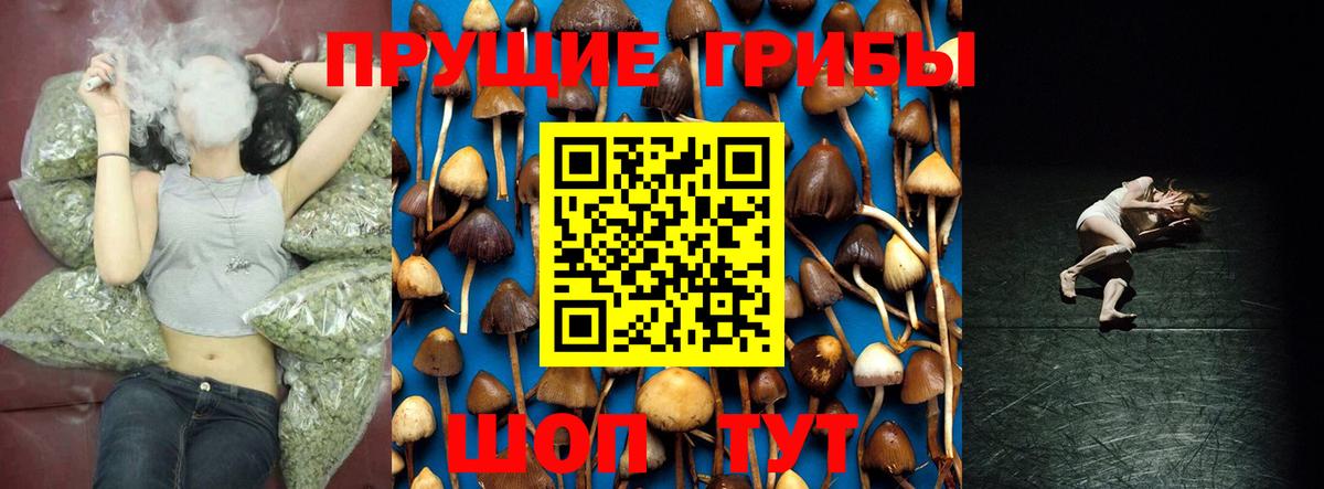 Псилоцибиновые грибы Psilocybe Новороссийск